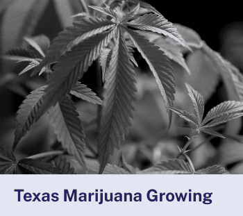 Texas Marijuana Growing