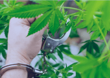 How Many Marijuana Arrests in Texas.png