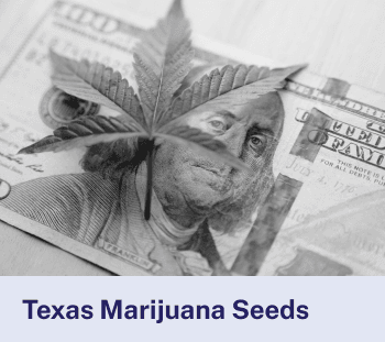 Texas Marijuana Seeds