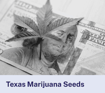 Texas Marijuana Seeds